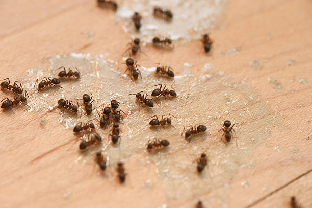 Best Pest Prevention Services  in North Massapequa, NY