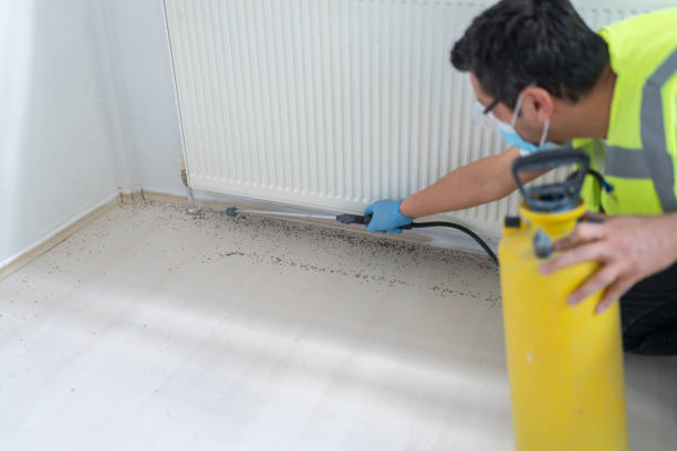 Best Insect Control  in North Massapequa, NY